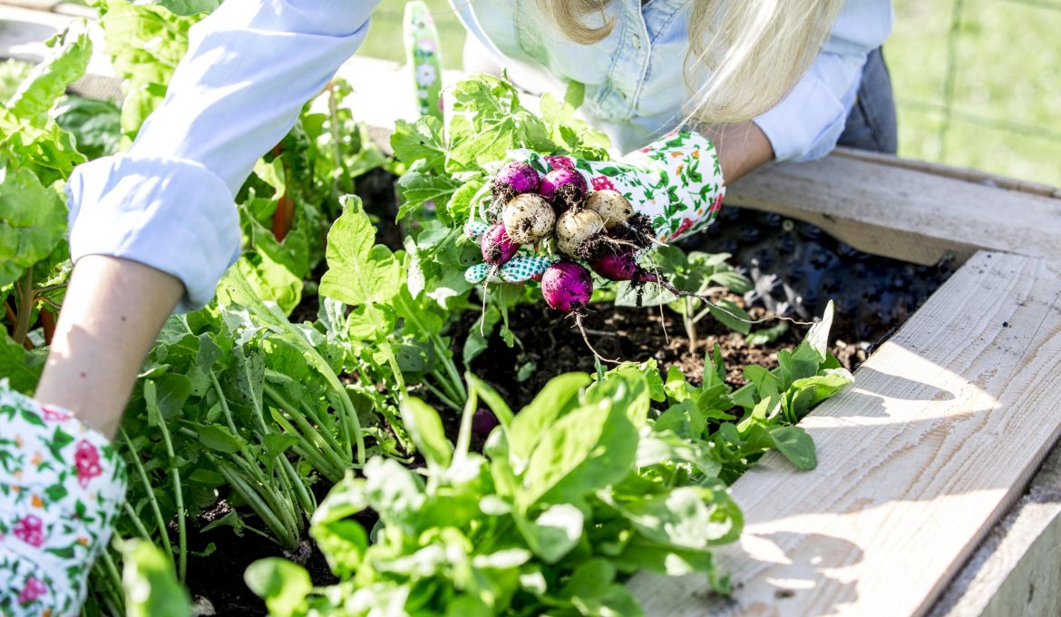 Comment préparer son potager pour le printemps ?