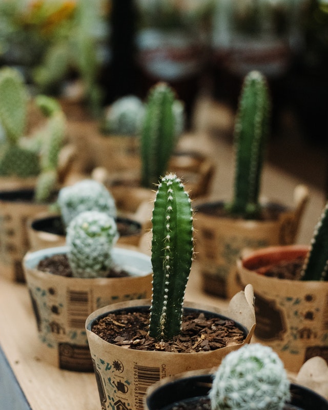 Cadeau original et pas cher pour vos invités mariage : des succulentes